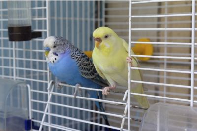 Bird Health Insurance, Pet Bird Insurance, Vermont